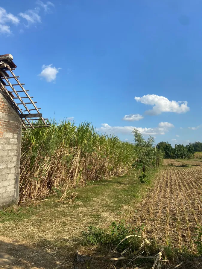 LAHAN SAWAH POTENSIAL AREA SEMEN KEDIRI - Foto 3